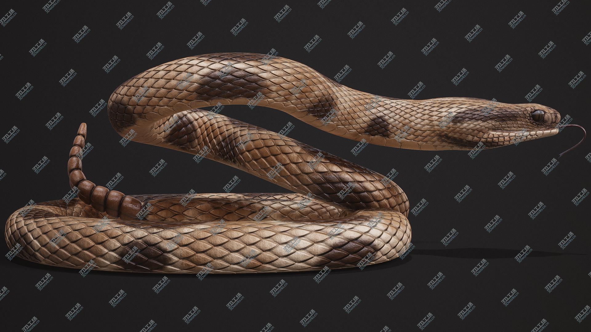 images/goods_img/2021040233/3D Rattlesnake Rigged model/5.jpg